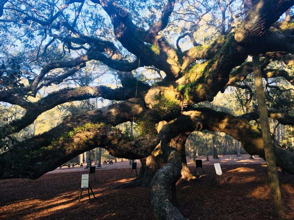 angel oak tree charleston sc