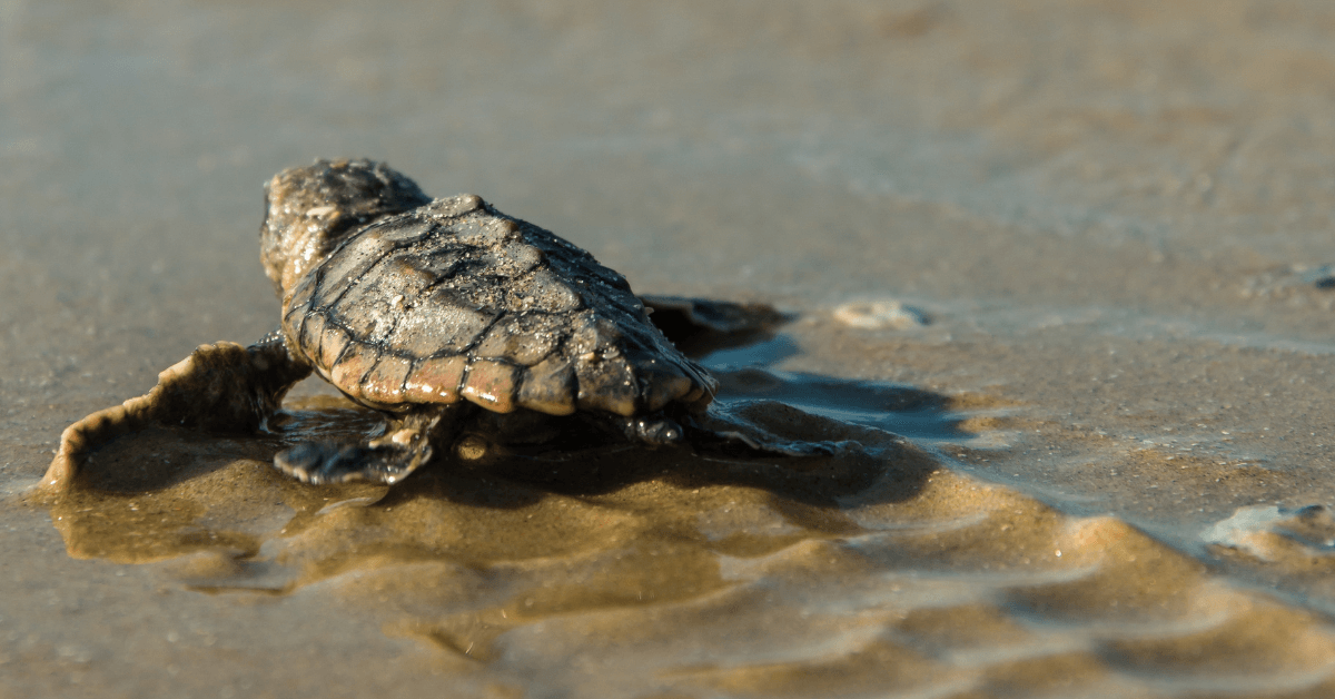 Sea Turtle Season on Kiawah Island